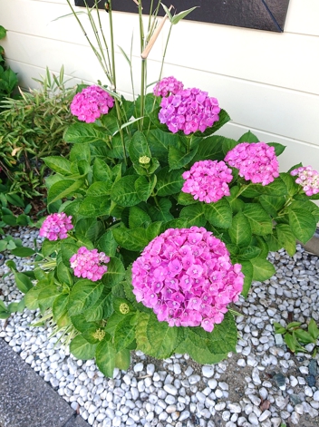 飯塚支店ブログー紫陽花